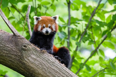 Ein Kleiner Panda im Duisburger Zoo