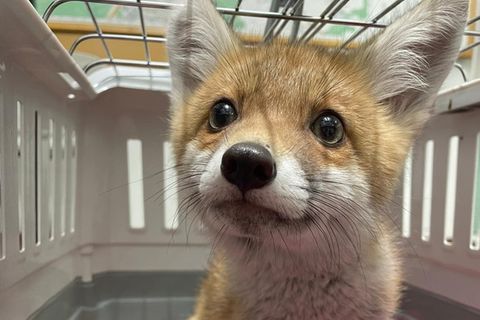 Der in Karlsruhe entdeckte Babyfuchs