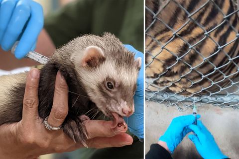 Coronavirus: Zoo-Tiere bekommen Covid-19-Impfung (Video)