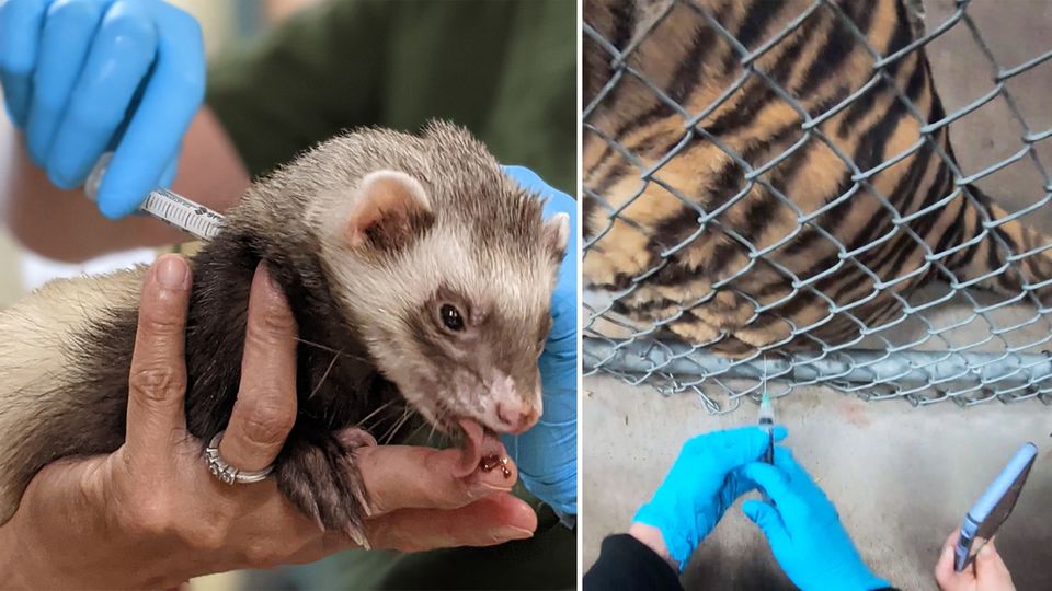 Coronavirus Zoo Tiere Zootiere Covid-19 Impfung Coronavirus: Zoo-Tiere bekommen Covid-19-Impfung (Video)