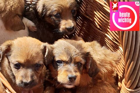 Hundewelpen im Korb