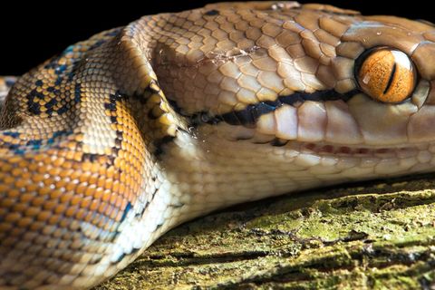 Österreich: Python kriecht aus Toilette und beißt Mann.