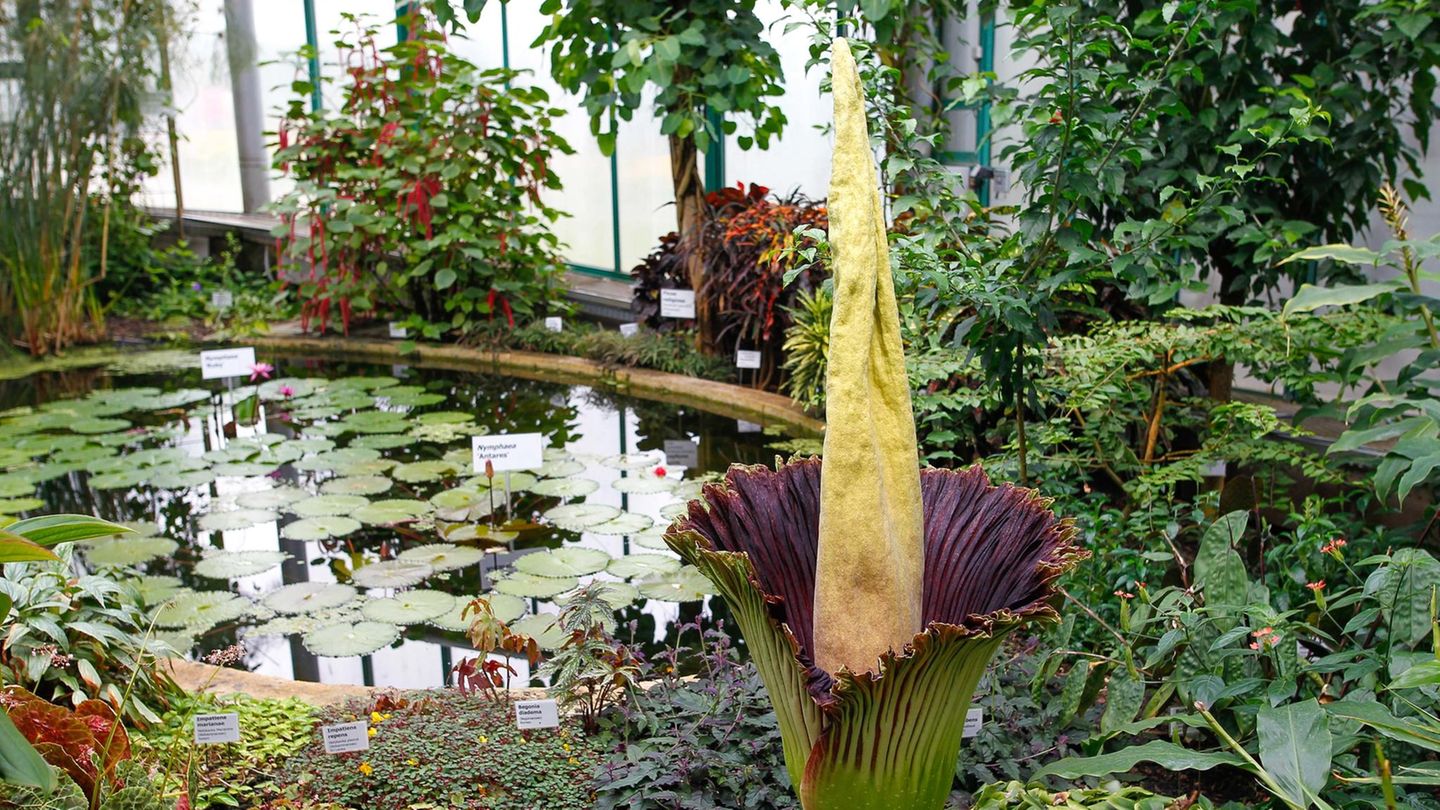 Die Blüte einer Titanenwurz in einer dunkelblauen Umgebung
