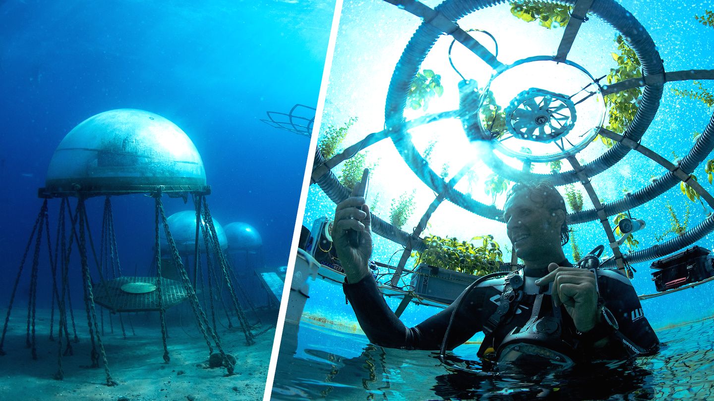 Ingenious invention: entrepreneur grows basil underwater (video)