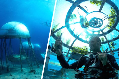 Erst belächelt, dann bestaunt: Unternehmer baut Basilikum unter Wasser an