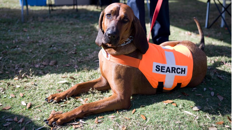 USA: Bluthund spürt vermisste 6-Jährige nach einem Monat auf.