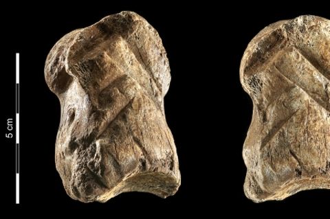 Verzierungen auf 51.000 Jahre alten Knochen in Niedersachsen entdeckt.