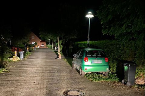 Ein Känguru sitzt in einer Hauseinfahrt in Delmenhorst.