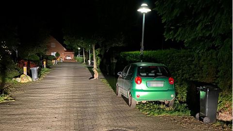Ein Känguru sitzt in einer Hauseinfahrt in Delmenhorst.