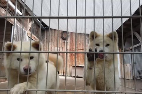 Geplatzter Traum vom Hund: In Pandemie angeschafft, nun eine Last: Tierheime füllen sich mit nicht mehr erwünschten Hunden