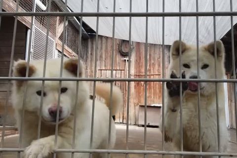 Geplatzter Traum vom Hund: In Pandemie angeschafft, nun eine Last: Tierheime füllen sich mit nicht mehr erwünschten Hunden