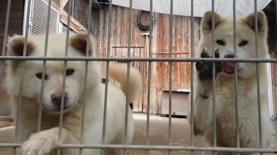 Geplatzter Traum vom Hund: In Pandemie angeschafft, nun eine Last: Tierheime füllen sich mit nicht mehr erwünschten Hunden