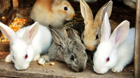 Im Tierheim Berlin werden immer mehr Kaninchen abgegeben