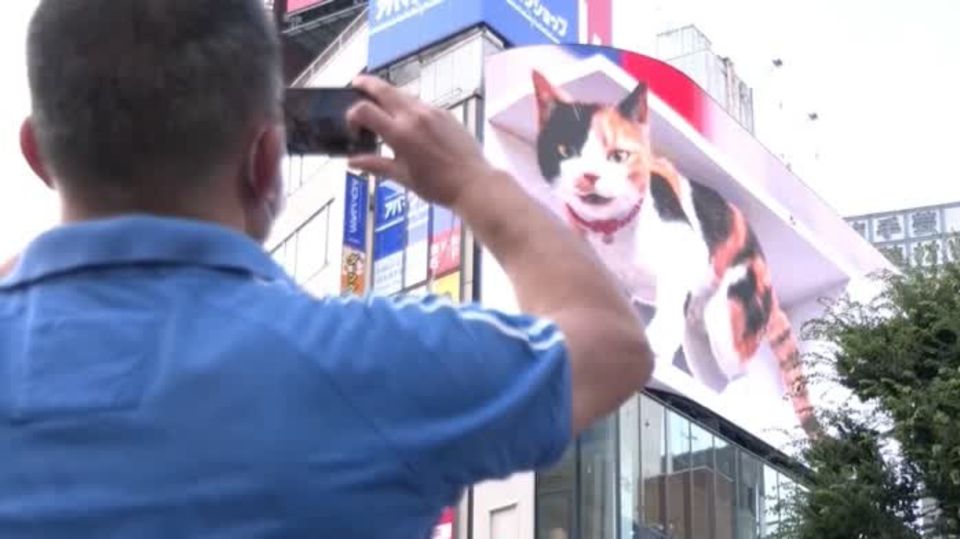 3-D-Katze Tokio Schaulustige Ein Mann und eine Frau sind von hinten zu sehen, wie sie mit ihren Smartphones eine Katze als 3-D-Animation fotografieren