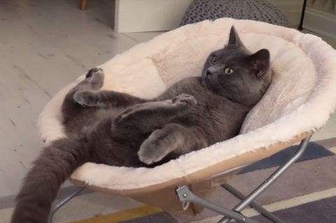 Kater Bobby liegt in seinem Stuhl und schaut stundenlang Fernsehen.