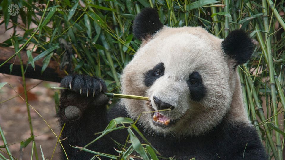 Ein Panda isst Bambus