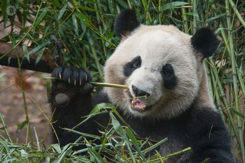 Ein Panda isst Bambus