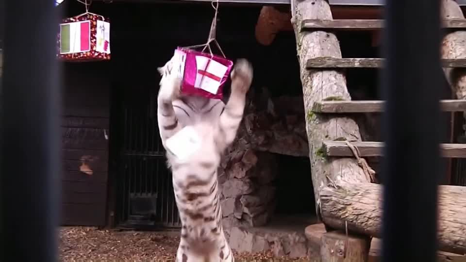 Video: Der Orakel-Tiger sagt: England Video: Der Orakel-Tiger sagt: England