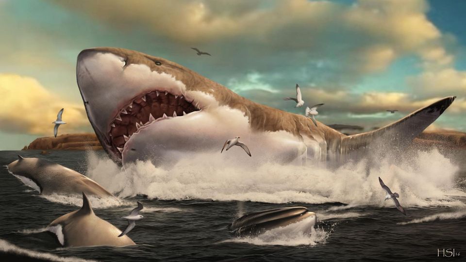Wissen: 5-Jähriger findet Zahn von Millionen Jahre altem Ur-Hai am Strand