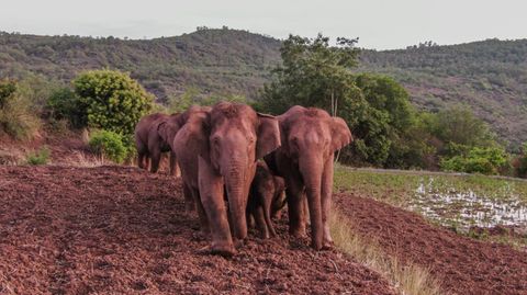 Elefanten laufen über ein Feld