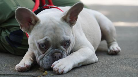 Eine Französische Bulldogge liegt auf dem Boden und scheint ernst zu gucken