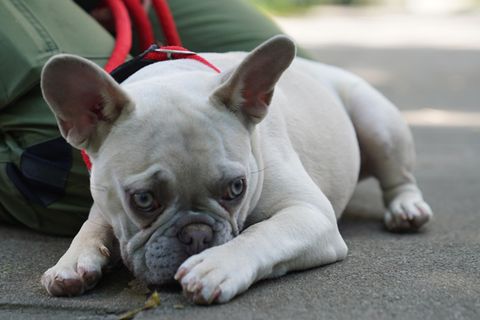 Eine Französische Bulldogge liegt auf dem Boden und scheint ernst zu gucken