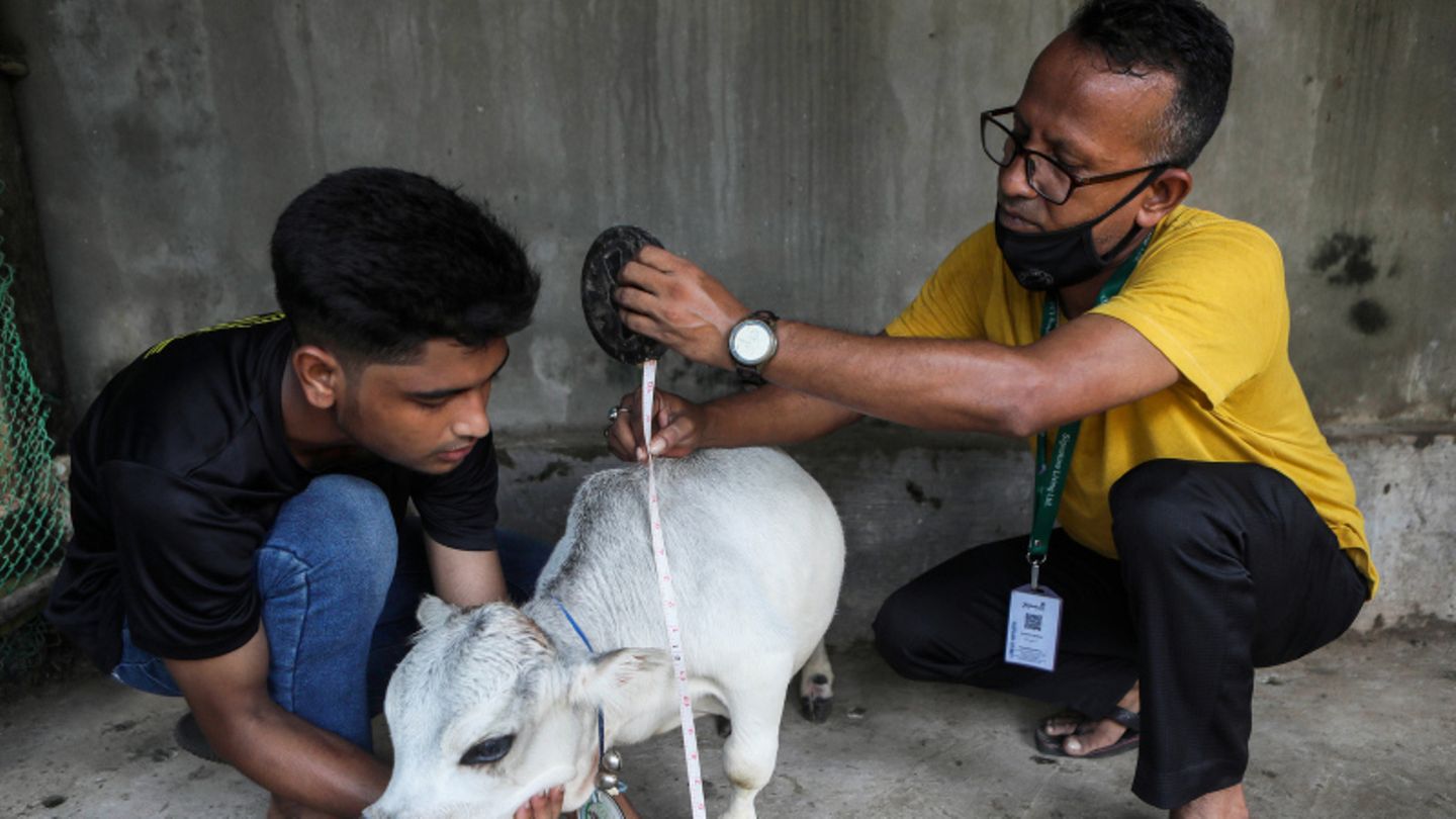 Tausende wollen Mini-Kuh in Bangladesch sehen.