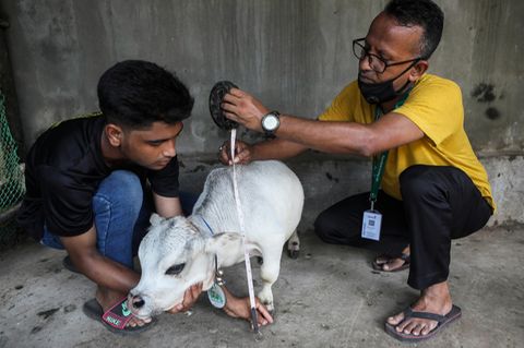 Tausende wollen Mini-Kuh in Bangladesch sehen.