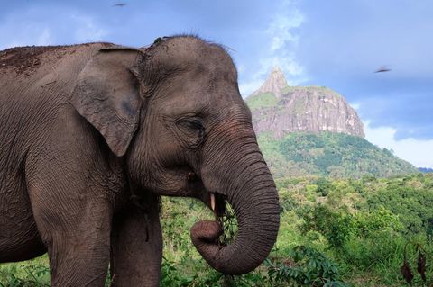 Seltener Sumatra-Elefant in Indonesien enthauptet.