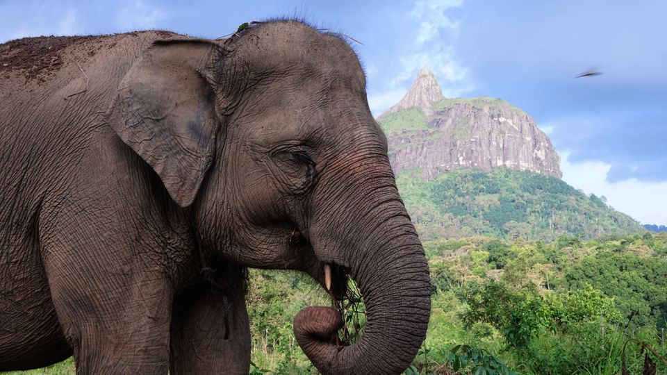 Seltener Sumatra-Elefant in Indonesien enthauptet.