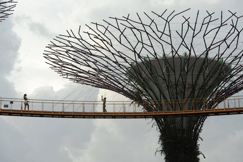 Supertrees Singapur