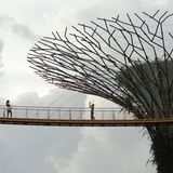 Supertrees Singapur