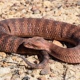 Der Körper der Todesotter ist kurz und gedrungen, selten werden Exemplare länger als einen Meter. Ihr Gift verursacht Muskellähmungen bis hin zum Atemstillstand. Bis zur Entwicklung des Gegengiftes 1956  stand die Chance einen Biss zu überleben etwas schlechter als Fünfzig zu Fünfzig.