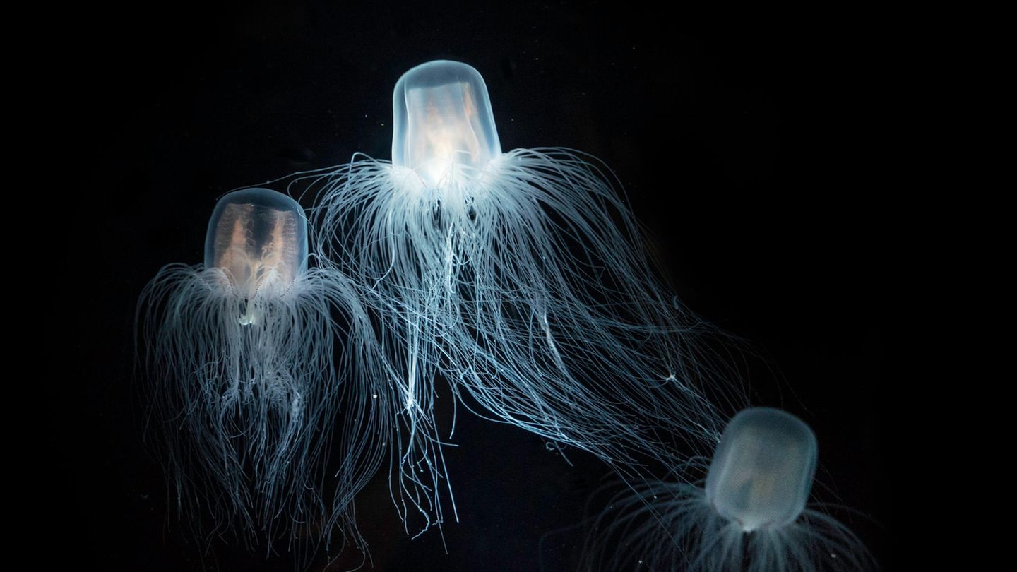Wie ein Todesengel schwebt die Seewespe in den Gewässern im Norden Australiens. Ihre rund 60 Tentakel sind drei Meter lang und mit tausenden Nesselzellen besetzt. Der Körper kann die Größe eines Basketballs erreichen. Sie kommt von Juni bis Oktober in den flachen küstennahmen Gewässern vor, also dort wo Menschen gern schwimmen. Die Tentakel der Seewespe sind im Wasser nahezu unsichtbar, bis es zur Berührung mit der Haut des Schimmers kommt. Betroffene beschreiben den Schmerz wie ein glühend heißes Brennen. Die Haut entwickelt schnell Ödeme bis hin zu Nekrosen, also abgestorbenem Gewebe. Ist das Gift in die Blutbahn eingedrungen wirkt es lähmend auf die Muskeln, vor allem auf den Herzmuskel. Bereits eine halbe Stunde nach dem Kontakt kann der Herzstillstand eintreten. Haben sich sehr viele Nesselzellen entladen, wird das Opfer binnen Minuten bewusstlos.  Jedes Jahr sterben zahlreiche Menschen am Gift der Seewespe, vor allem Kinder. Erste Hilfe: Sofort nach medizinischer Hilfe rufen. Nesseln mit einem Handtuch entfernen und die Haut mit Essig abreiben. Das Gegengift muss innerhalb einer Viertelstunde auf die Hautstellen aufgetragen werden.  Australische Rettungsschwimmer tragen häufig Ganzkörper-Badeanzüge, die nicht dicker als Nylon sind. Bereits diese dünne Schicht schützt, da die Nesselzellen auf die chemischen Substanzen auf der Haut reagieren und nicht auf den Hautkontakt selbst.