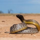 Ein Biss des Küstentaipans war vor Entwicklung eines Gegengiftes ein nahezu sicheres Todesurteil. Das durch die außergewöhnlich langen Zähne verabreichte Gift ist hochwirksam neurotoxisch, führt zu Lähmungen und hemmt die Blutgerinnung. Bisse werden meist blitzschnell ausgeführt, oft bemerkt das Opfer die Attacke nicht einmal. Erst treten Übelkeit und Schwindel auf, dann innerhalb von sieben bis zehn Stunden Lähmungen bis zum Atemstillstand. Angriffe der scheuen Taipane auf Menschen sind jedoch äußerst selten. 