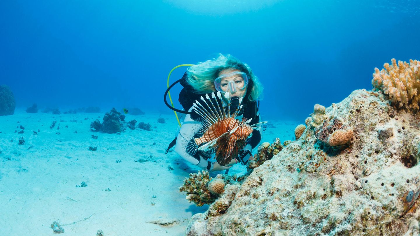 Die Schöne und das Biest - Pazifische Rotfeuerfische sind wahre Schönheiten und zugleich gefährlich, wenn man ihnen zu nahe kommt. Sie verteidigen aktiv ihr Revier gegen alle Eindringlinge.  Als Waffe setzen sie dabei ihre mit 13 Giftstacheln bewehrte Rückenflosse ein. Das Gift ist für Menschen nicht tödlich, jedoch extrem schmerzhaft bis hin zu Atemlähmungen.  Den Rotfeuerfisch findet man an den Küsten Südwest-Australiens, dem tropischen Norden und bis in den Süden von Neusüdwales.