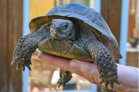 Maurische Landschildkröte