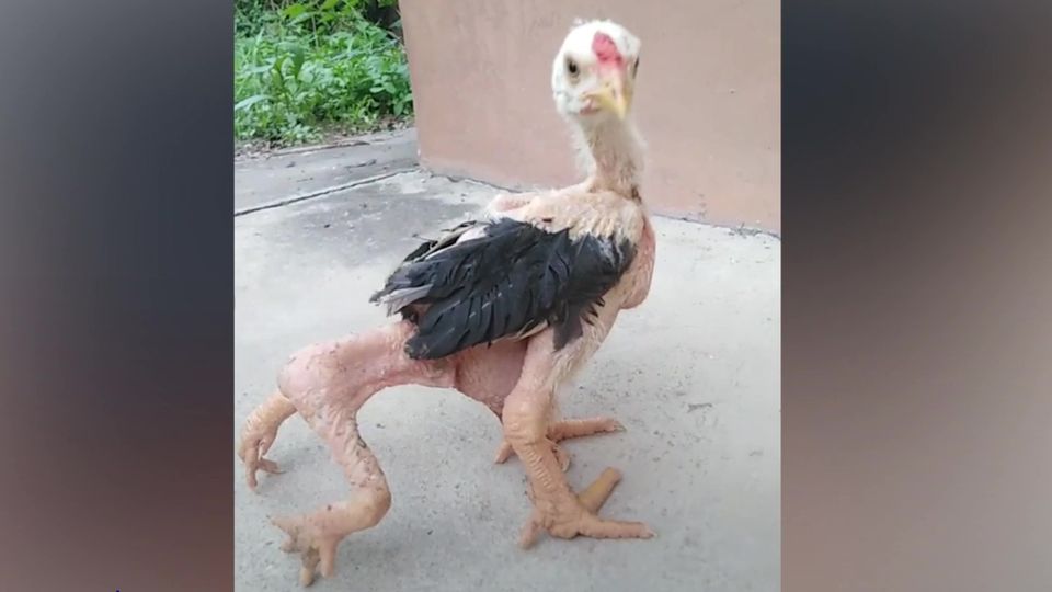 Vier riesige Beine: Merkwürdiges Drachenhuhn in Thailand geboren