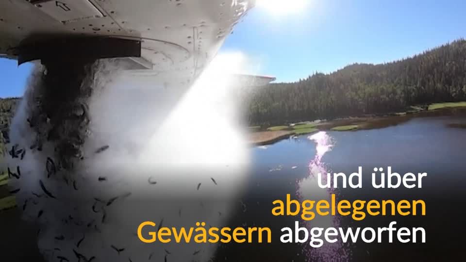 Video: Fliegende Fische
