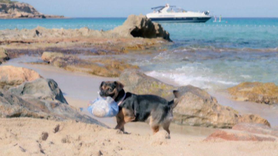 Hund Arnold befreit Strand auf Ibiza von Plastik Hund Arnold befreit Strand auf Ibiza von Plastik