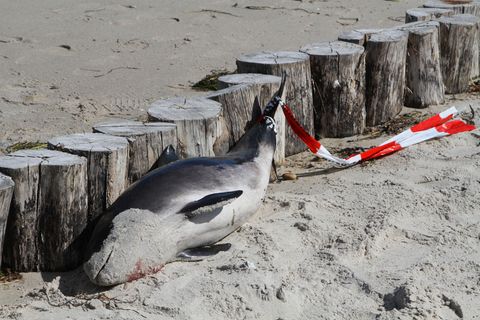 Ein toter Schweinswal an der Ostseeküste