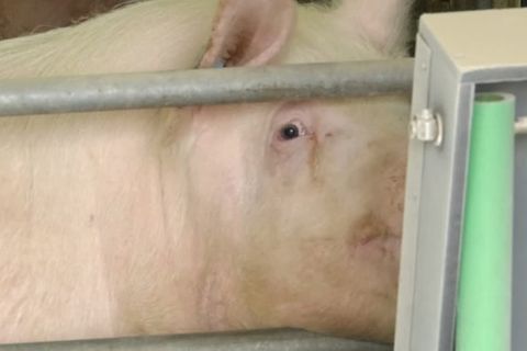 Video: Afrikanische Schweinepest bei Hausschweinen entdeckt