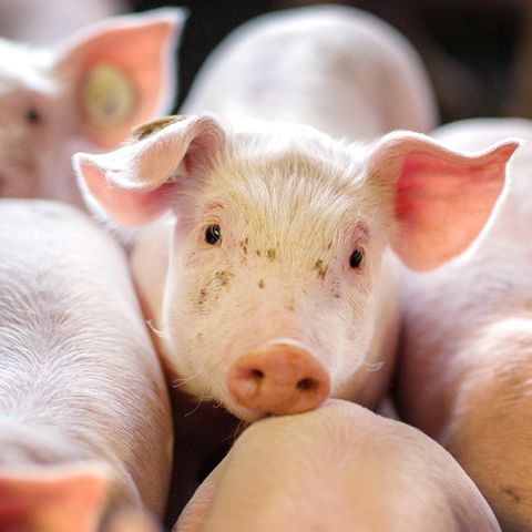 Ferkel stehen in der Box einer Schweinezuchtanlage