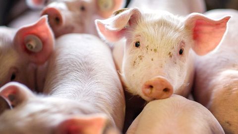 Ferkel stehen in der Box einer Schweinezuchtanlage