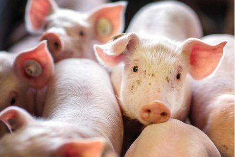 Ferkel stehen in der Box einer Schweinezuchtanlage