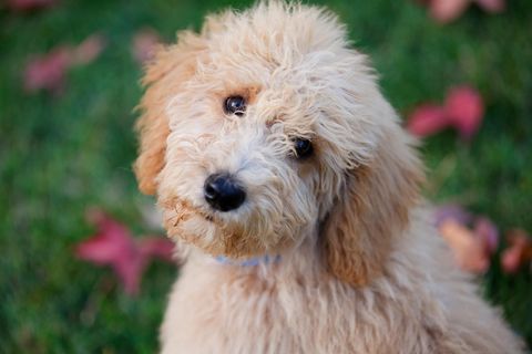 Mann aus Großbritannien schiebt sterbenden Hund in Schubkarre