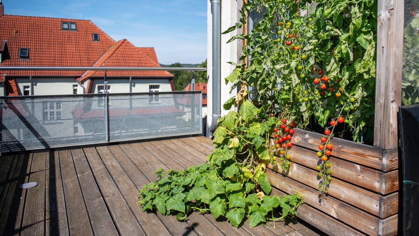omaten und Gurken im Hochbett auf dem Balkon