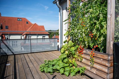 omaten und Gurken im Hochbett auf dem Balkon