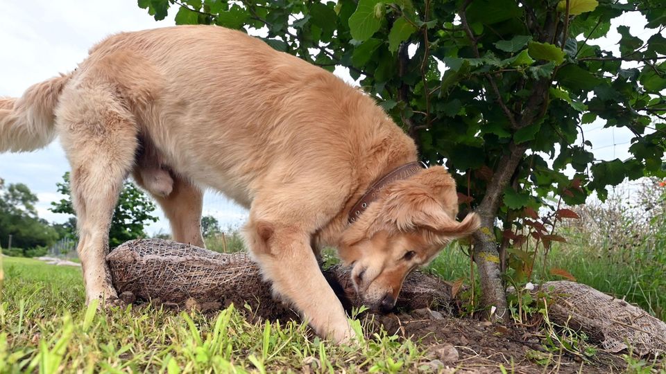 Spürhund sucht nach Trüffel Trüffelspürhund Balou