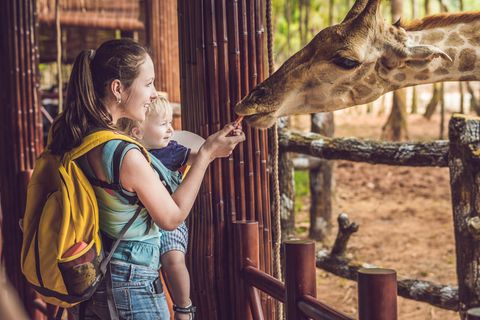 Mutter hält Baby auf dem Arm und füttert eine Giraffe